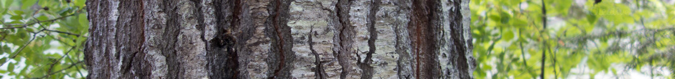 tree trunk bark